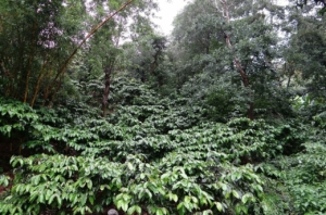 kaffeeanbauland vietnam
