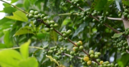 kaffeepflanze header