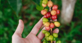 kaffee hawaii header