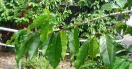 kaffee panama header