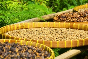 honduras anbaubedingungen kaffee