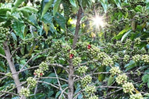 indonesien kaffeeproduktion
