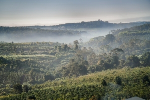kaffee aus vietnam
