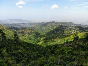 jamaica blue mountain kaffee test
